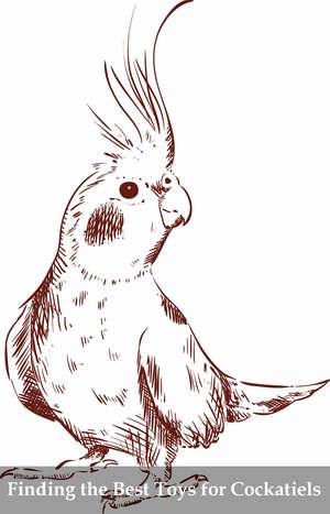 toys accessories for cockatiels