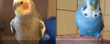 bird cockatiel vs budgie