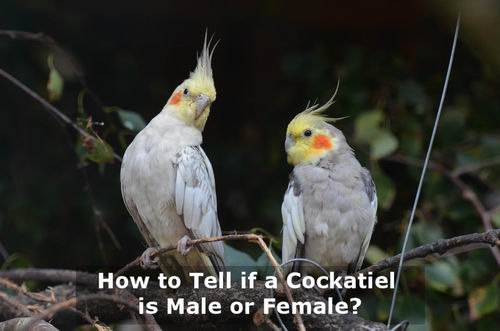 how to tell if a cockatiel is male or female