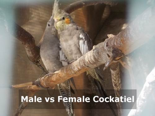 male vs female cockatiel