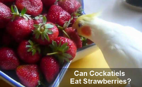 can cockatiels eat strawberries