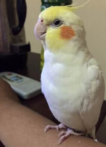 how to trim cockatiel nails