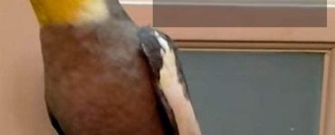 how to clip cockatiel wings