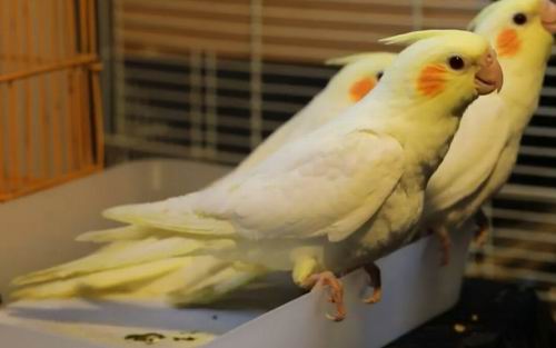 can cockatiels eat seeds