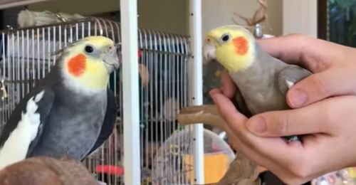 what can cockatiels eat list