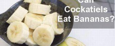 can cockatiels eat bananas