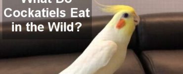 what do cockatiels eat in the wild