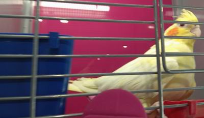 cockatiel male or female better