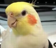 cockatiel talking training