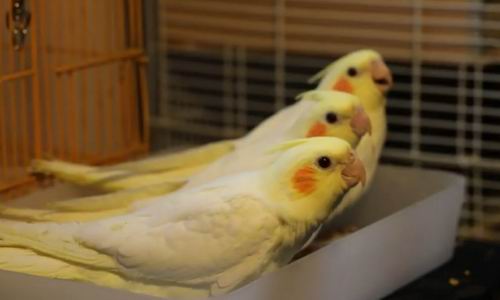 male or female cockatiel