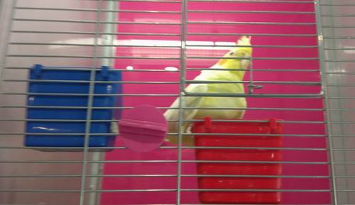 what do cockatiels eat for treats