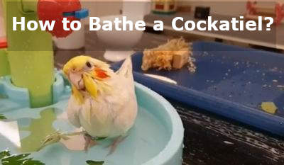 how to bathe a cockatiel