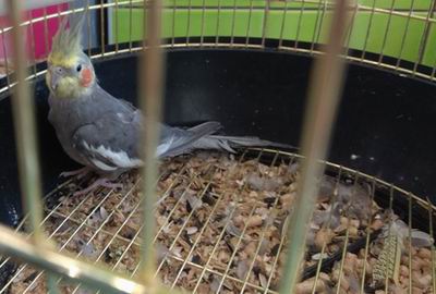 how often do cockatiels molt