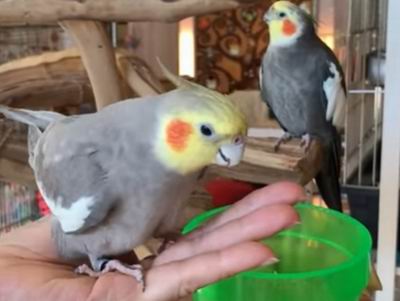 bird molting symptoms