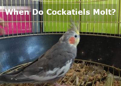 when do cockatiels molt