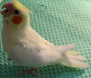 can cockatiels eat mango