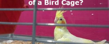 what to put on the bottom of a bird cage