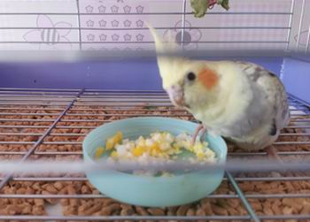 are eggs good for cockatiels