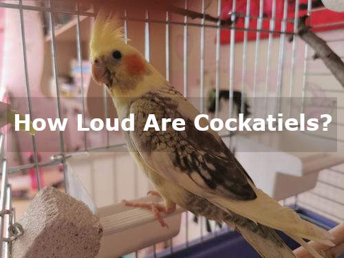how loud are cockatiels