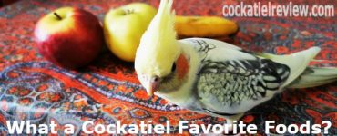cockatiel favorite foods