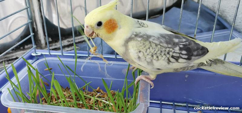 special cockatiel breeding needs