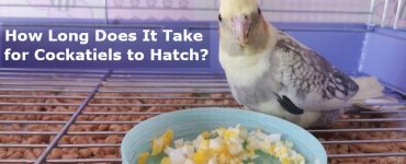 how long does it take for cockatiel eggs to hatch