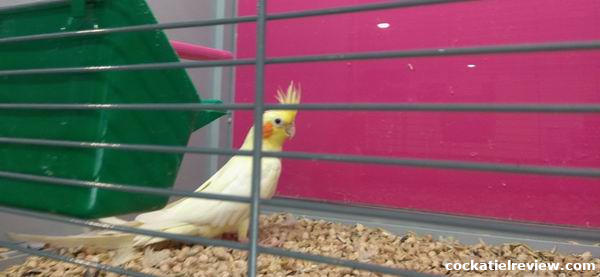 what is best bedding for birds