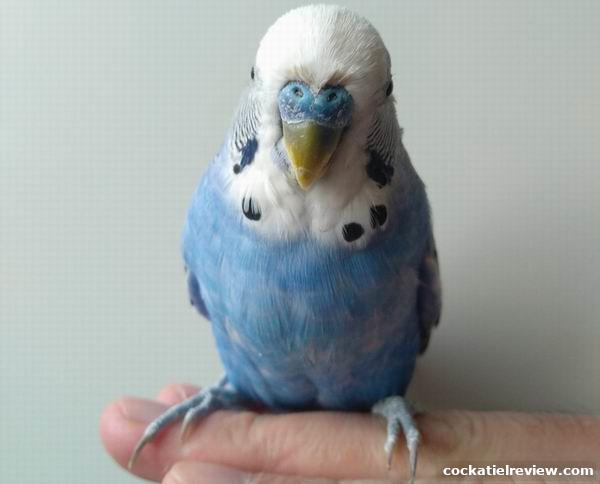 how big a cage for a budgie