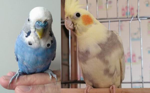 is cockatiel or budgie better
