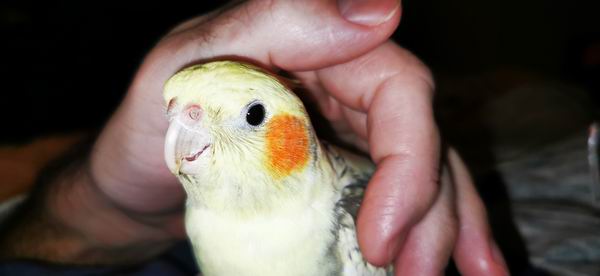 are cockatiels cuddly