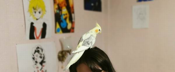 are cockatiels more friendly than parakeets