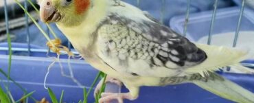 do cockatiels make good pets