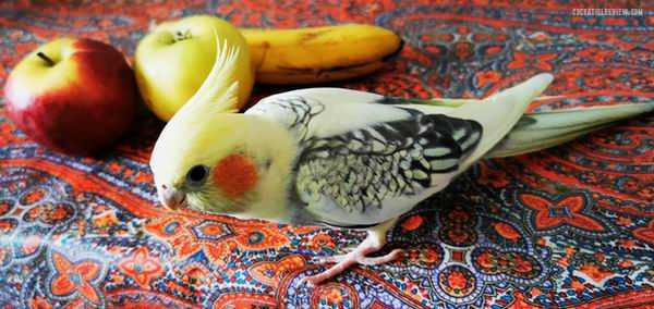 can cockatiels eat human food