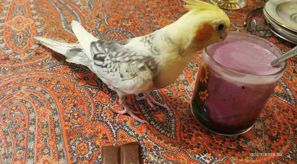 what foods are toxic to cockatiels