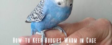 how to keep budgies warm in winter