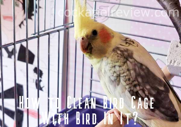 how to clean bird cage