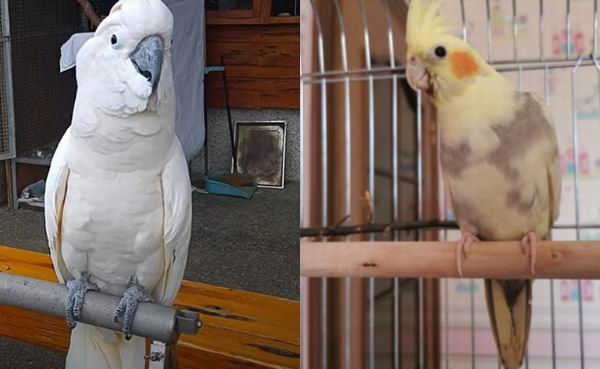 cockatoo vs cockatiel