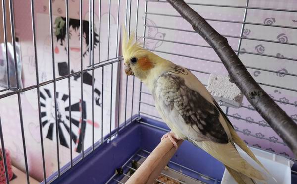 how many types of cockatiels are there