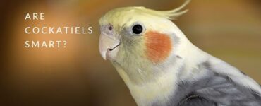 are cockatiels smart