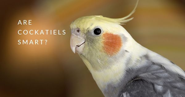 are cockatiels smart
