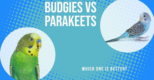 budgies vs parakeets