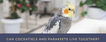 can cockatiels and parakeets live together
