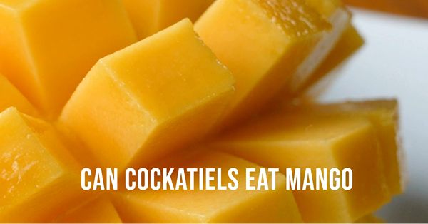 can cockatiels eat mango