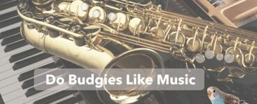 do budgies like music