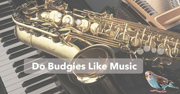 do budgies like music