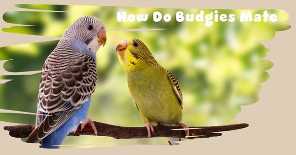 how do budgies mate