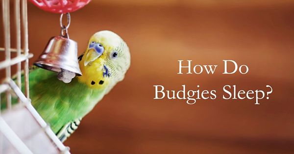 how does budgies sleep
